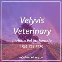 Velyvis Veterinary image 1